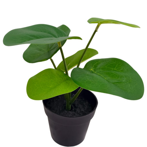 Viherkasvi ruukussa 20cm erilaisia - Image 3