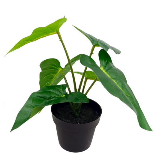 Viherkasvi ruukussa 20cm erilaisia - Image 4