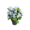 Tekokukka Campanula ruukussa
