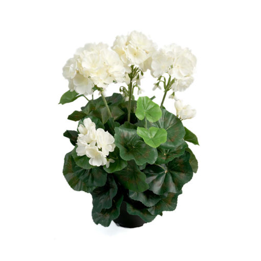 Pelargonia ruukussa 35cm valkoinen