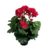 Tekokukka Pelargonia ruukussa 35cm punainen