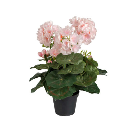 Tekokukka Pelargonia ruukussa 35cm roosa