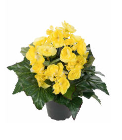 Tekokukka Begonia ruukussa 28cm keltainen