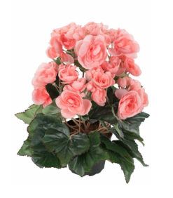 Tekokukka Begonia ruukussa 28cm roosa