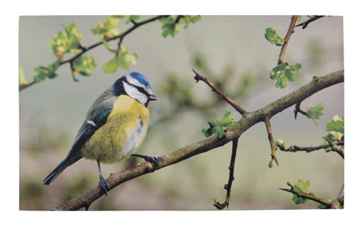 Ovimatto lintu 76x45cm