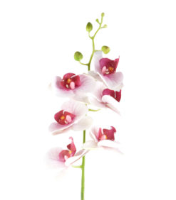 Tekokukka Orkidea-oksa roosa