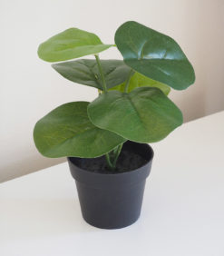 Viherkasvi ruukussa 20cm