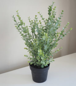 Koristeviherkasvi 35cm