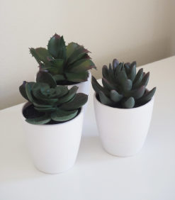 Mehikasvi valkoisessa ruukussa 15cm