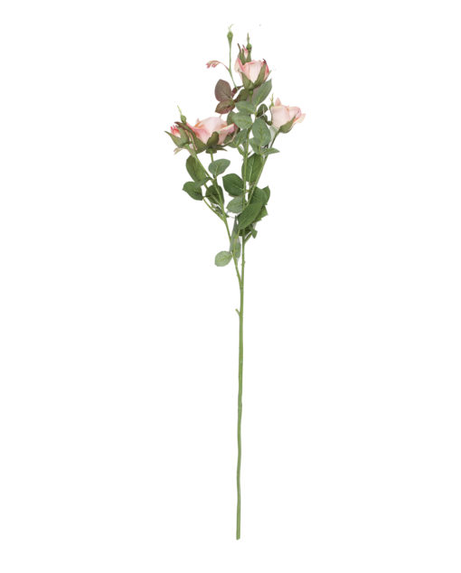 Ruusu royal 75cm, persikka