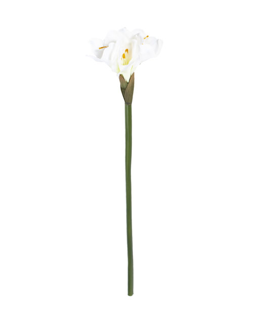 Amaryllis 75cm valkoinen