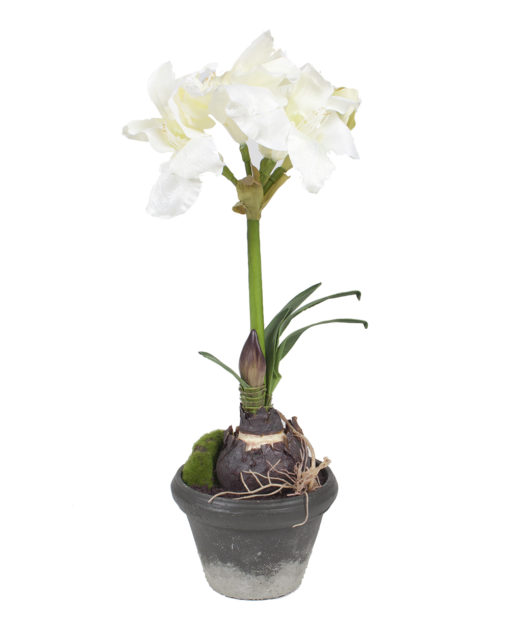 Amaryllis ruukussa valkoinen