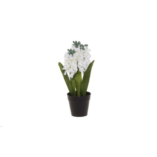 Hyasintti ruukussa - Image 2
