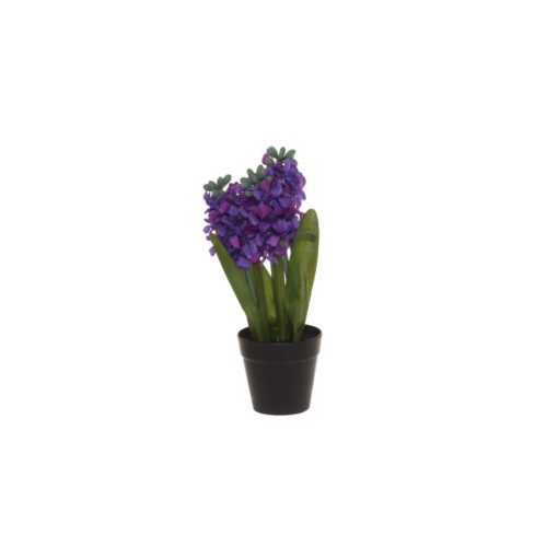 Hyasintti ruukussa - Image 4