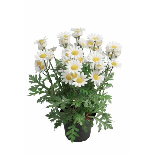 Tekkokukka Marketta ruukussa 30cm