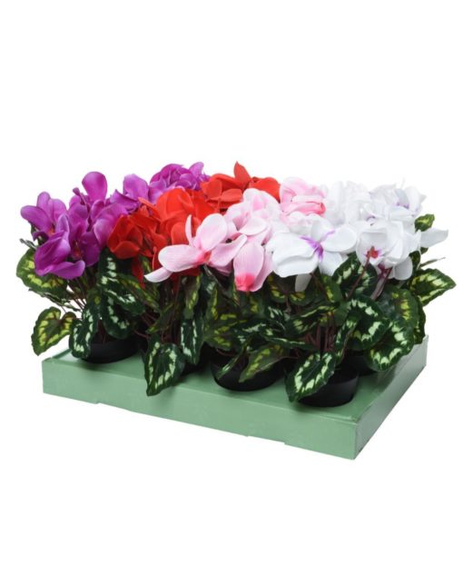 Syklaami ruukussa 28cm