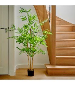 Bamboo ruukussa 158cm