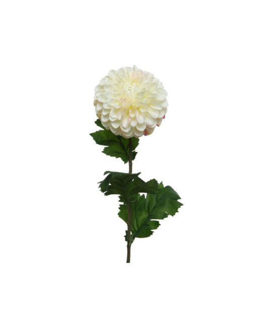 Dahlia oksa 75cm