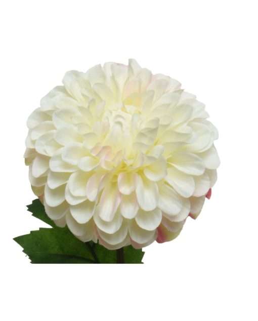 Dahlia oksa 75cm