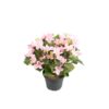 Tekokukka Campanula ruukussa 25cm roosa