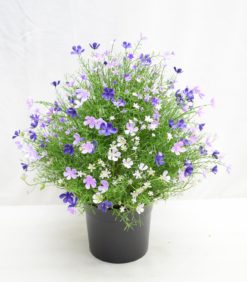 Kukka-asetelma lila/valkoinen 48cm