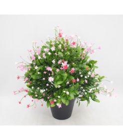 Kukka-asetelma vaaleanpunainen/valkoinen 43cm