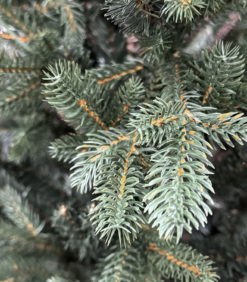 Joulukuusi vihreä lahi