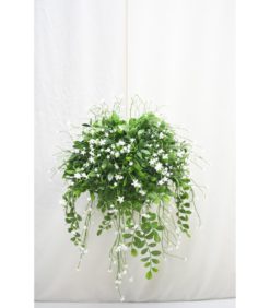 Jättiamppeli 48cm valkoiset kukat ja tummat lehdet