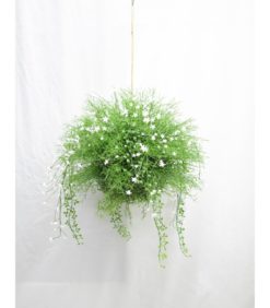 Jättiamppeli 48cm valkoiset kukat