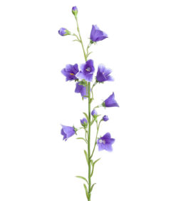 Sinikello sininen oksa 65cm