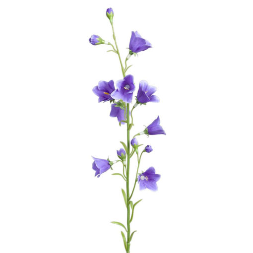 Sinikello sininen oksa 65cm