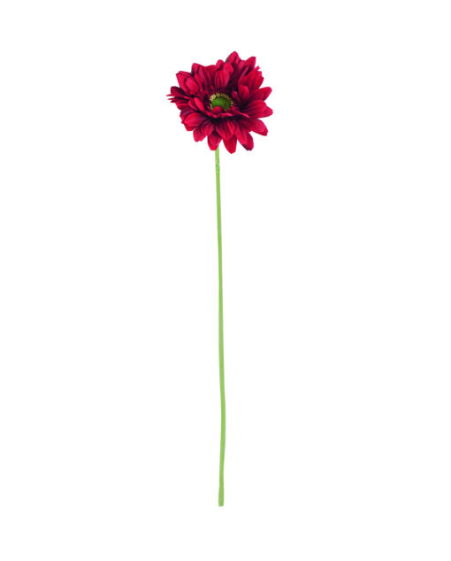 Gerbera tekokukka