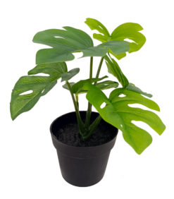 Viherkasvi ruukussa 20cm erilaisia