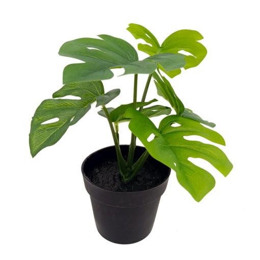 Viherkasvi ruukussa 20cm erilaisia