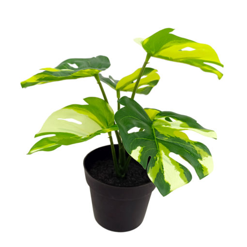 Viherkasvi ruukussa 20cm erilaisia - Image 2
