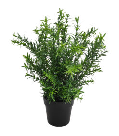 Koristeviherkasvi 35cm