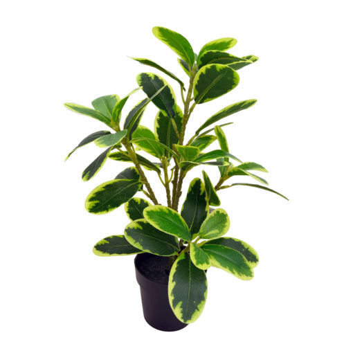 Viherkasvi ruukussa 35cm - Image 3