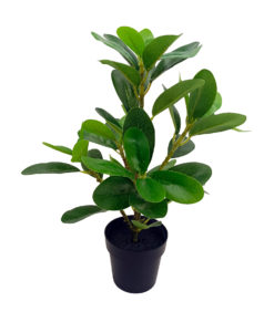 Viherkasvi ruukussa 35cm
