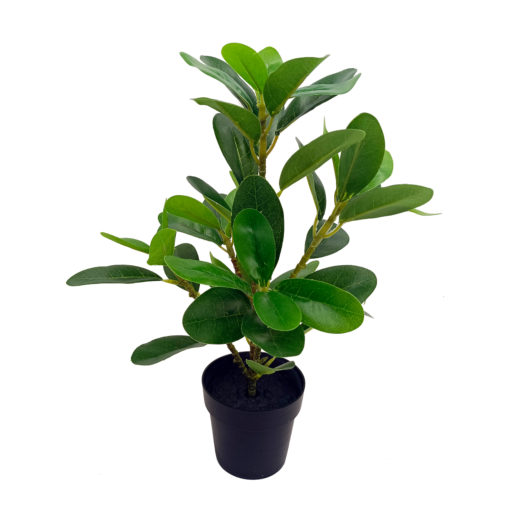 Viherkasvi ruukussa 35cm