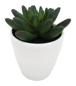 Mehikasvi valkoisessa ruukussa 15cm