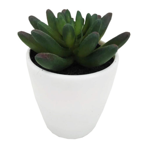Mehikasvi valkoisessa ruukussa 15cm
