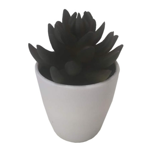 Mehikasvi valkoisessa ruukussa 15cm - Image 2