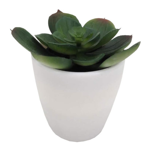 Mehikasvi valkoisessa ruukussa 15cm - Image 3