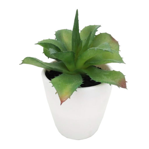 Mehikasvi valkoisessa ruukussa 15cm - Image 4