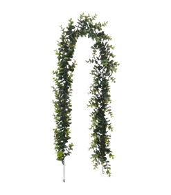 Eukalyptusköynnös 150cm